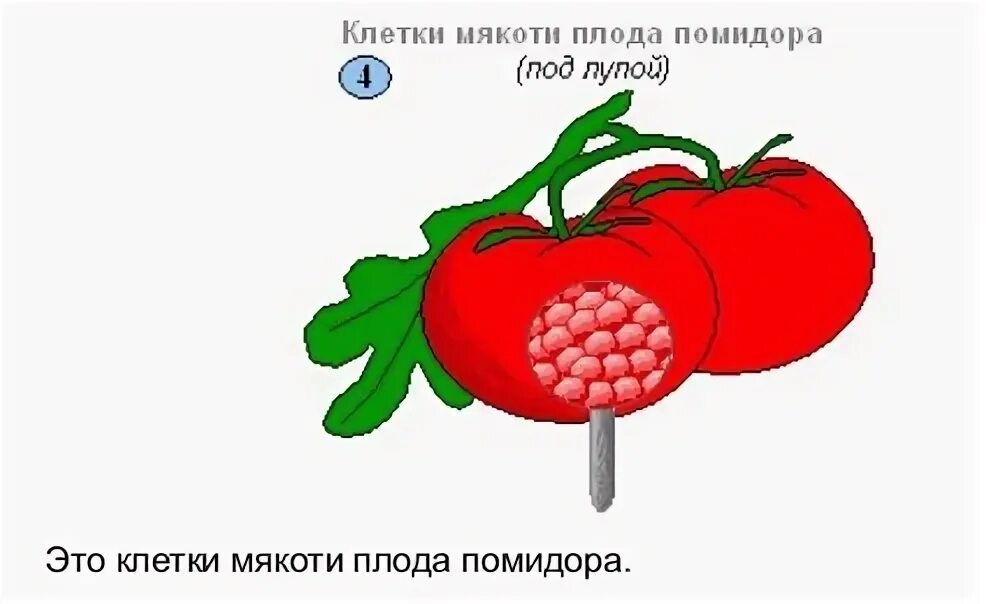 Клетка томата рисунок. Клетка томата рисунок