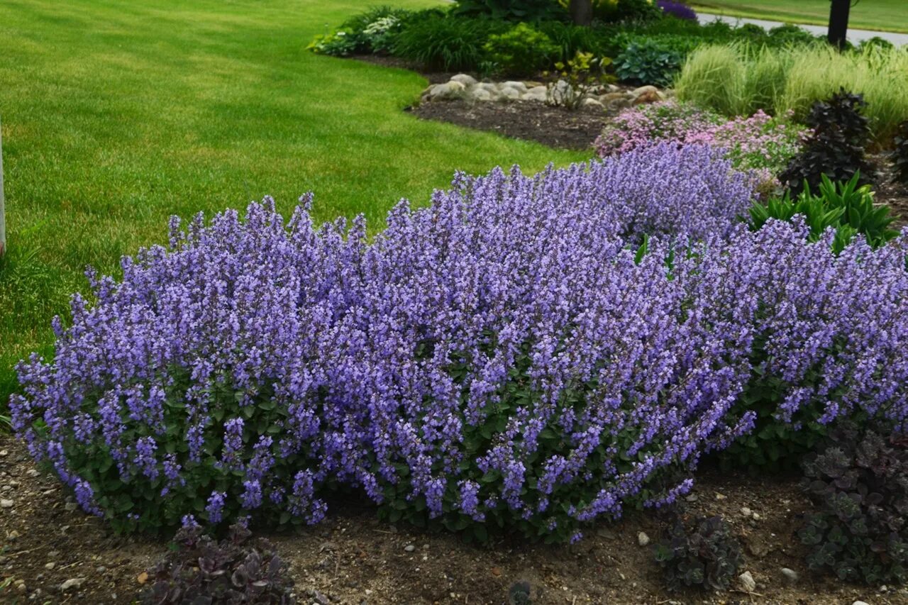 Как размножить котовник фассена. Котовник фассена junior walker. котовник фассена (nepeta. котовник фассена (nepeta faassenii). котовник фассена (nepeta faassenii `dropmore`).