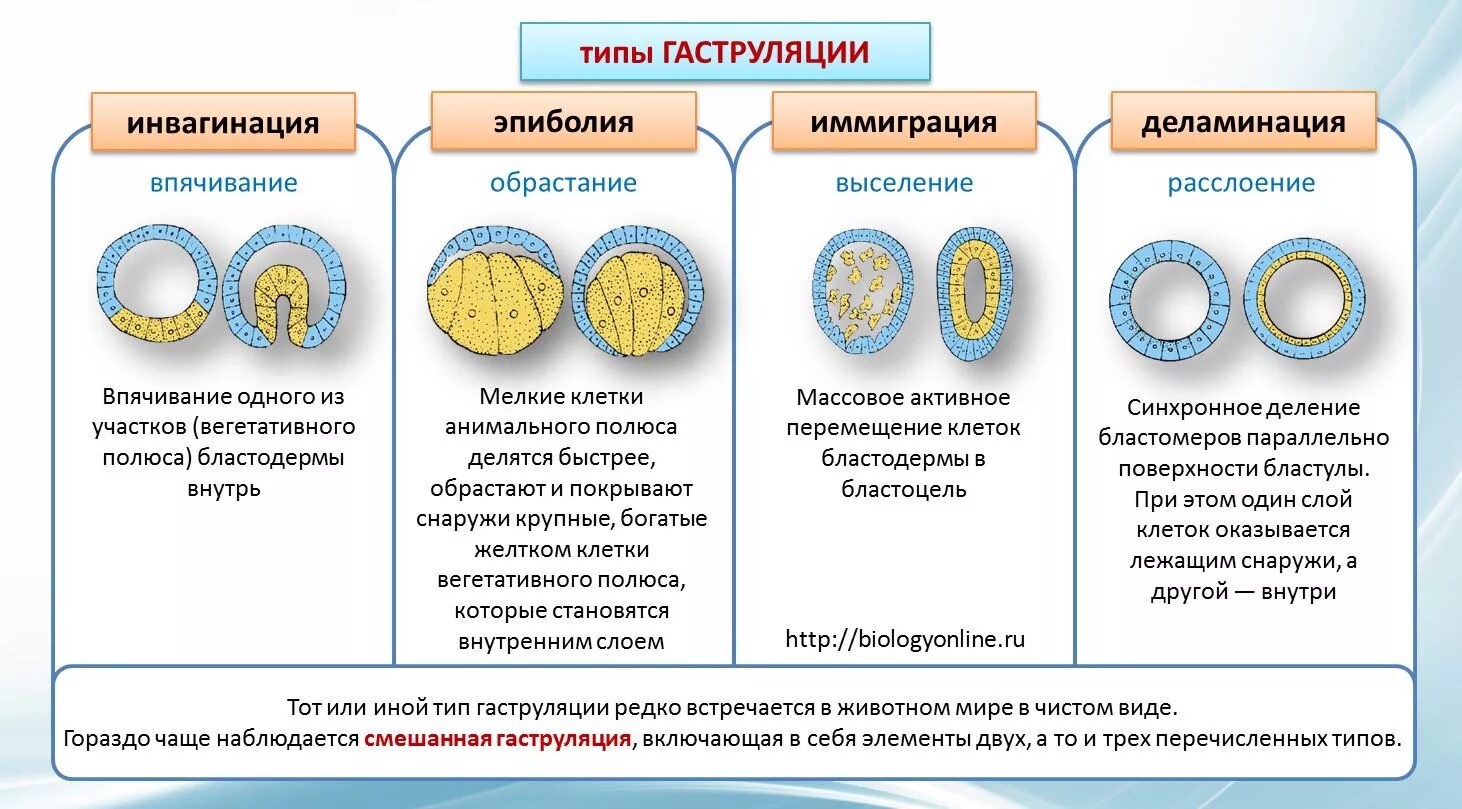 Тест по онтогенезу 10 класс