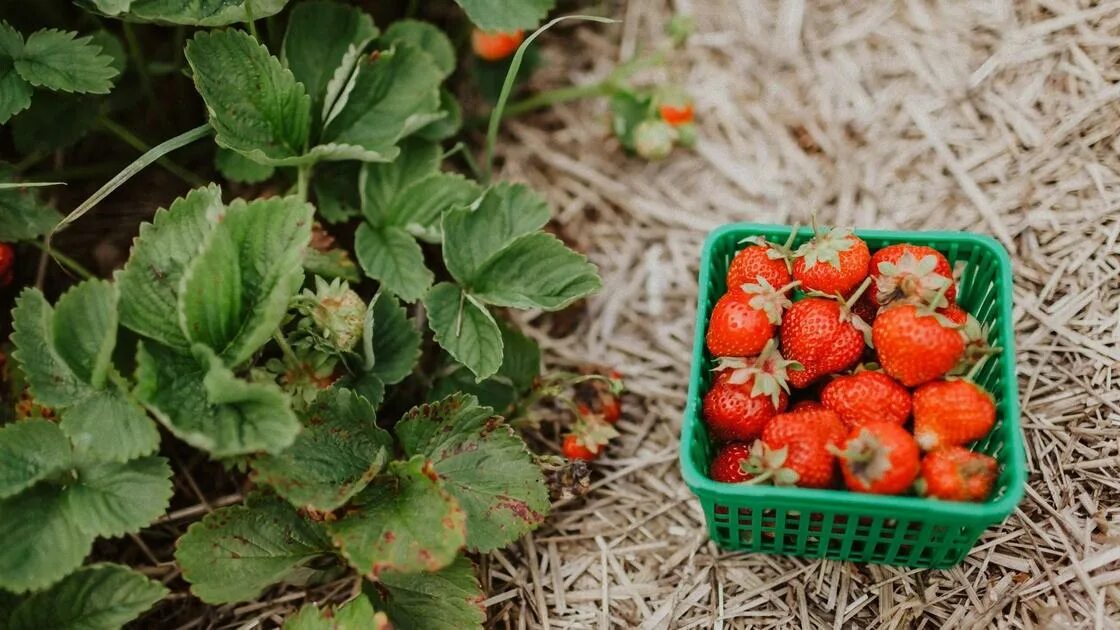 Как поливать клубнику. Полив картофеля дождеванием. Капельный полив для виктории. Урожай клубники. Полив земляники.