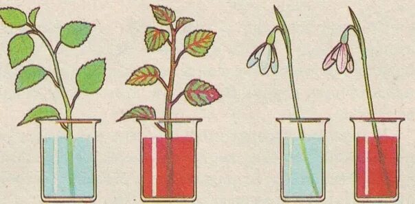 Передвижение воды по стеблю опыт. Передвижение воды воды и Минеральных веществ по стеблю. Передвижение Минеральных веществ по стеблю. Опыт передвижение воды и Минеральных веществ по стеблю. Какой слой стебля окрасился в подкрашенной воде