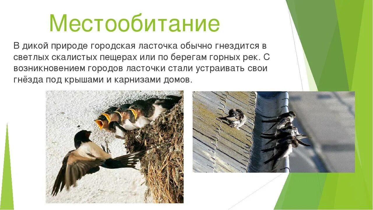 Места обитания птиц. Ласточка птичка описание. Ласточка место обитания. Ласточка место обитания. Ласточка птица описание.