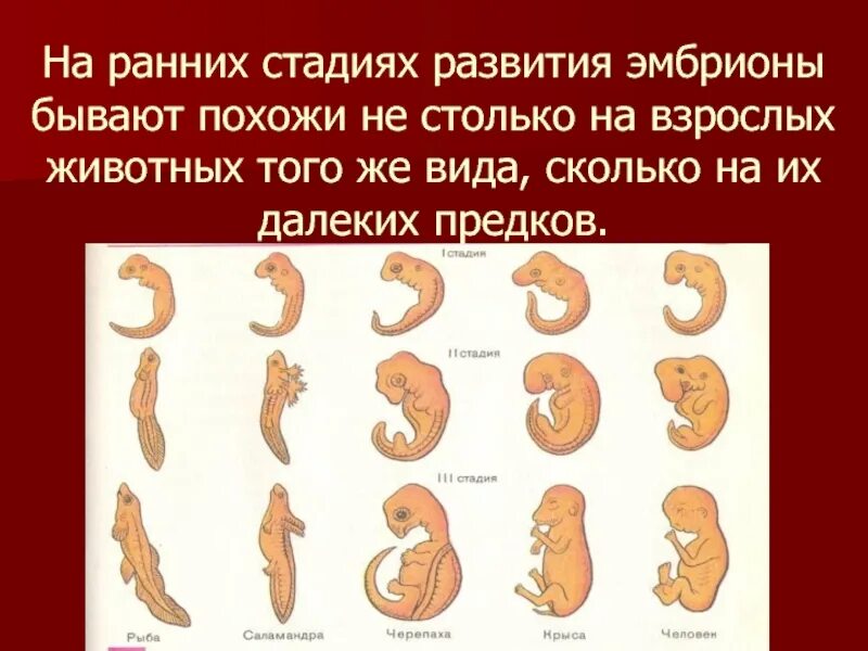 Вплоть ранний