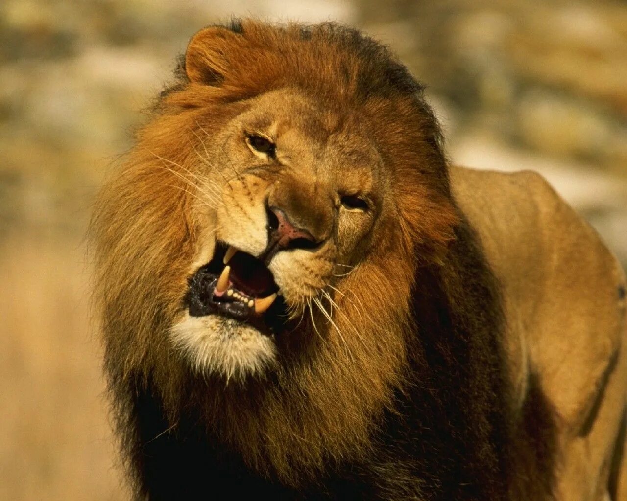 Леы из деревянного пазла. Лев 14. Лев наклейка вектор. Лев оскал. Наклейки на автомобиль лев.