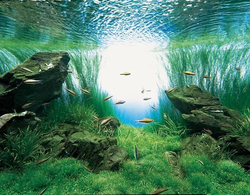 Красивые аквариумы. Красивый пресноводный аквариум. Ландшафт аквариума. Красивые рыбки для аквариума. Аквариум над водой