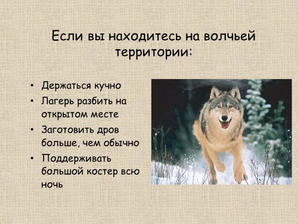 Обж безопасность при встрече с дикими животными. Обеспечение безопасности при встрече с дикими животными. Что делать если встретил волка. При встрече с волком. Памятка при встрече с волком.