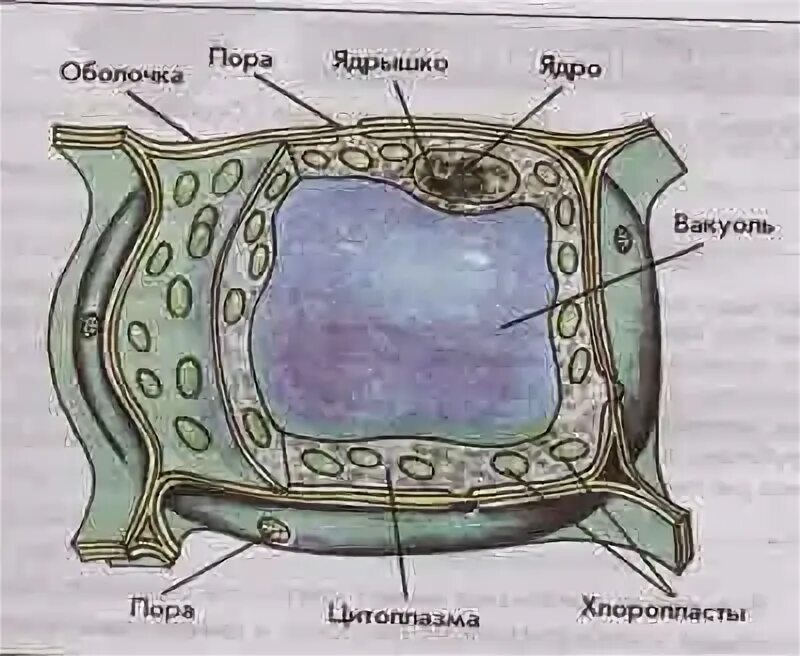 Клетка листа смородины