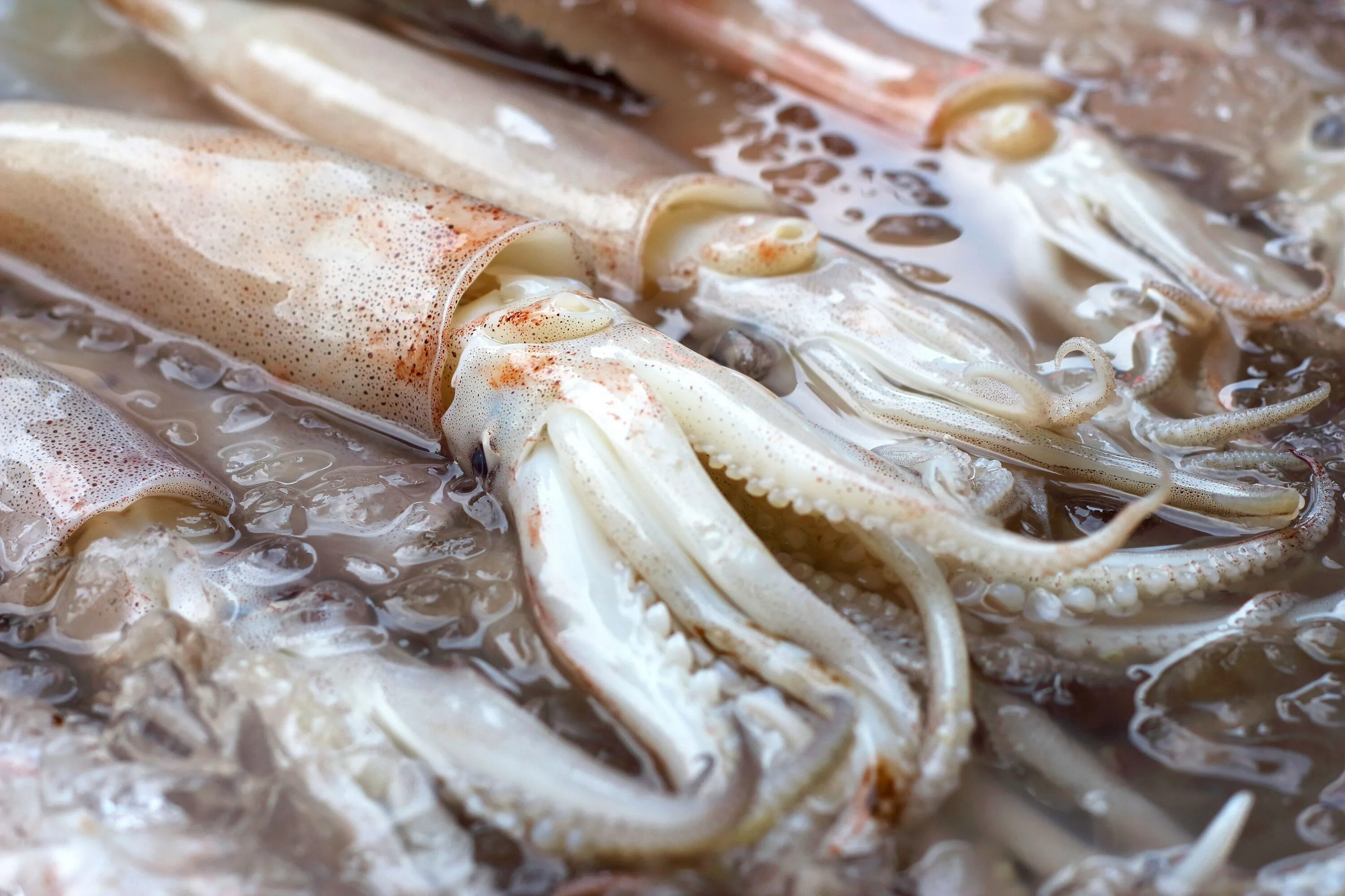 Кальмар сюжет. Кальмар. кальмар морепродукт. кальмар свежий. кальмар съедобный.