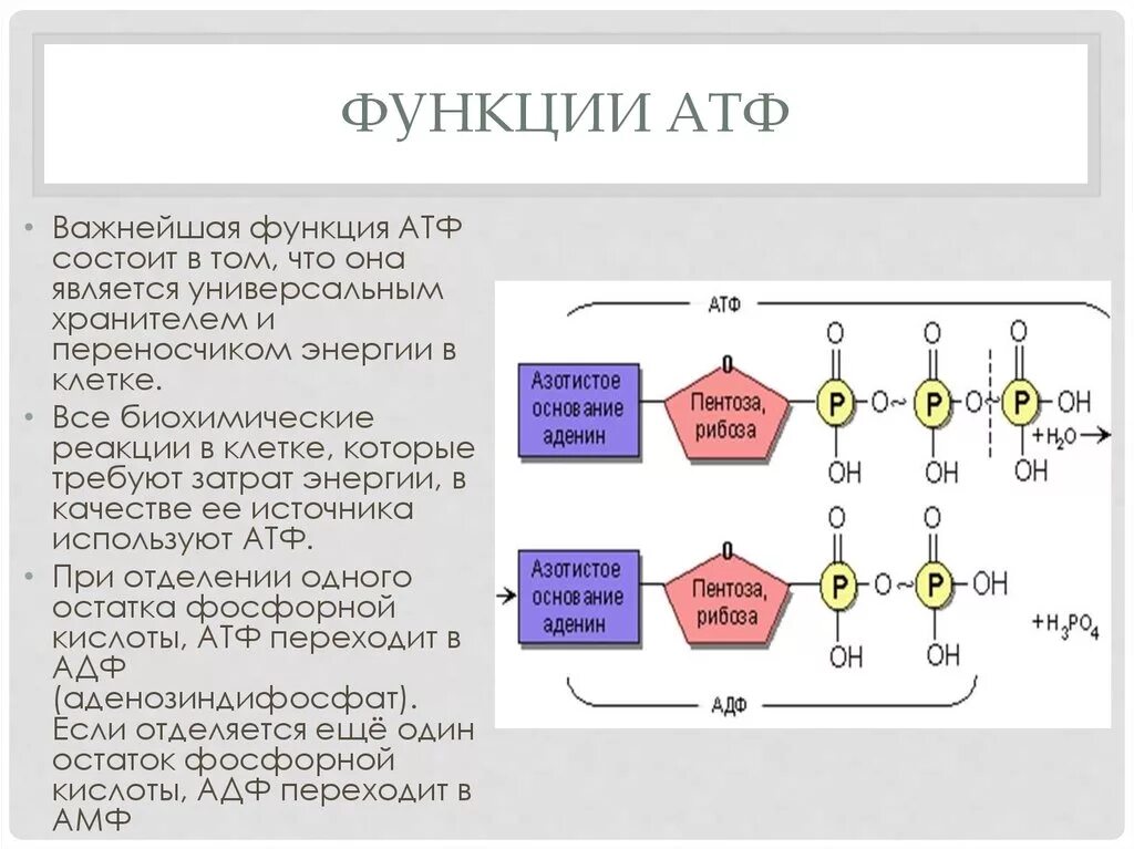 1 строение атф. Функции АТФ биохимия. Химическая структура АТФ. Химическая структура АТФ биохимия. Биологическая роль АТФ биохимия.