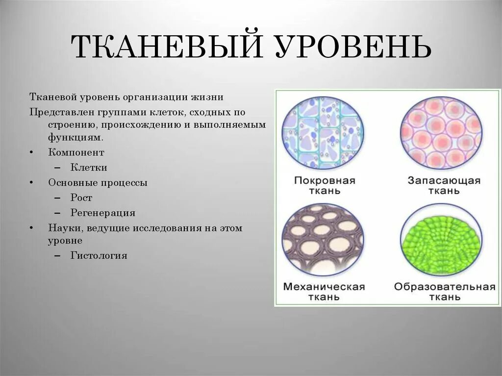 Строение живой ткани. Тканевый уровень организации живой материи. Уровни организации живой материи тканевый уровень. Органно тканевый уровень организации жизни. Тканевый уровень организации процессы.