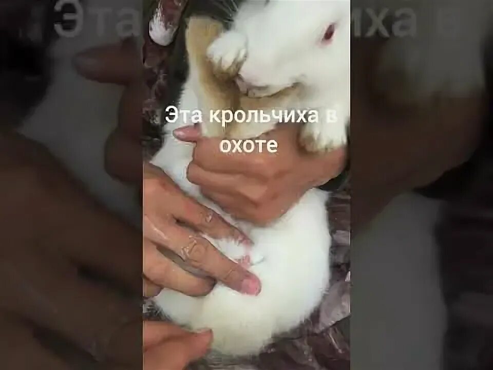 Как отличить крольчиху