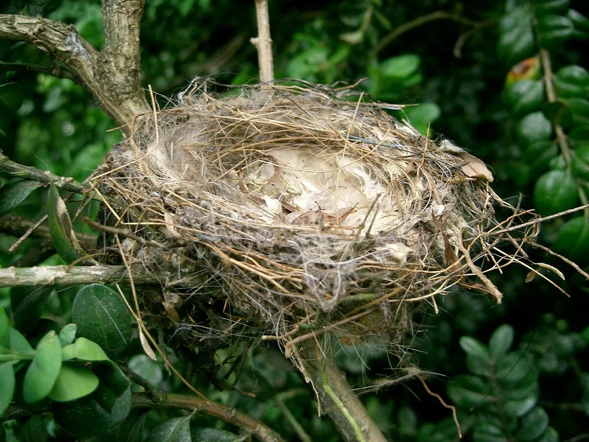 Node nest