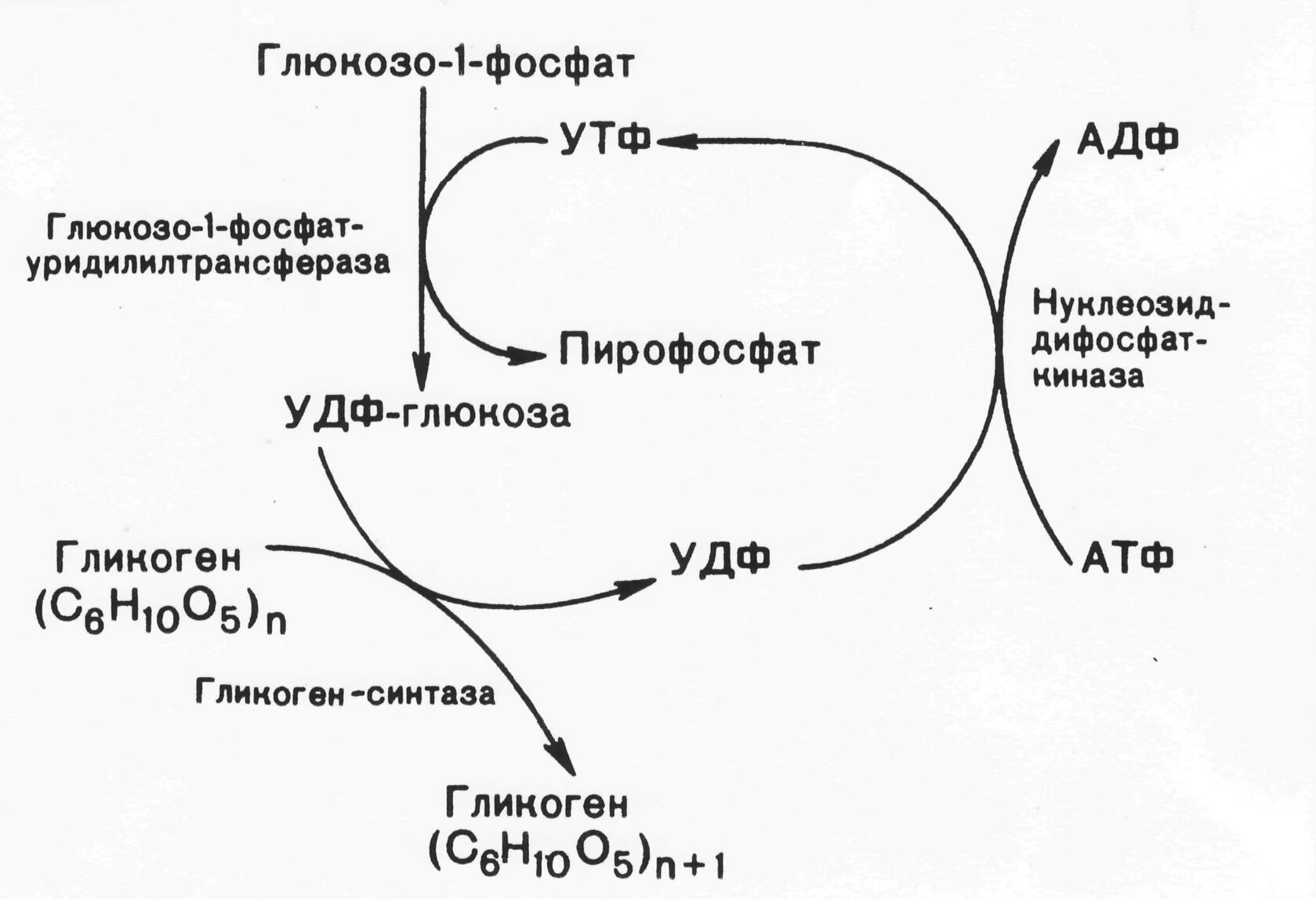 Образование гликогена. Реакции синтеза и распада гликогена. синтез и распад гликогена биохимия. синтез гликогена биохимия схема. гликоген в глюкозо 1 фосфат.