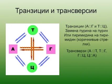 Трансверсия