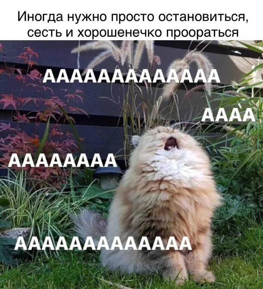 Мем ааа. Кот аааааа. кот орет аааааа. кот кричащий аааааа. пушистый кот орет.