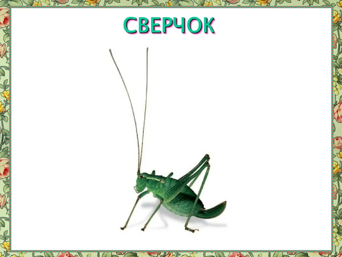Каждый сверчок знай свой шесток значение пословицы. Сверчок окружающий мир. карточки для детей сверчок. сверчок с надписью. сел сверчок на.