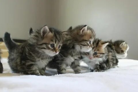 Сильные котята 2