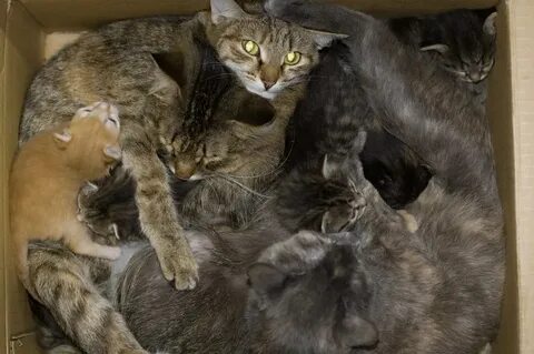 Сколько котиков