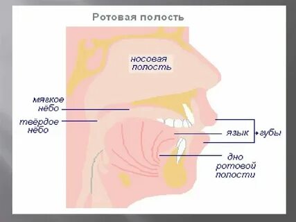 Сок рот