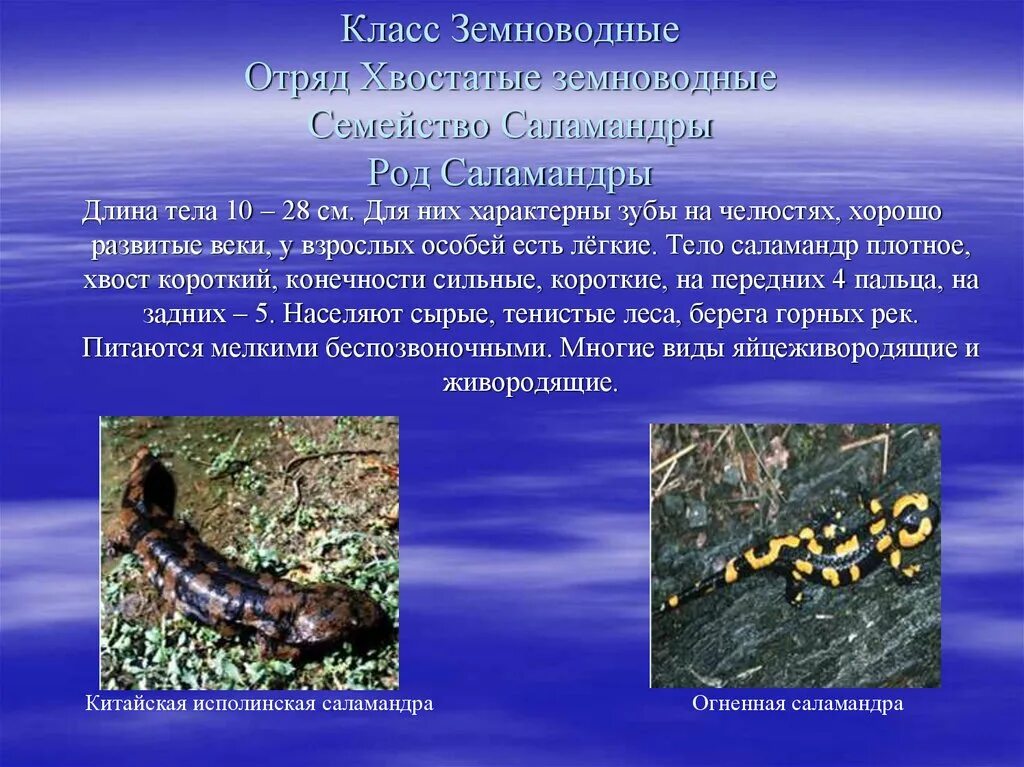 Питание хвостатых земноводных. Отряд хвостатых земноводных. хвостатые земноводные саламандра. отряд хвостатые саламандра. класс земноводные хвостатые.