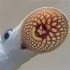 Червь сканворд. Морское существо с присосками. Морская змея присоска. Змееподобное Морское животное 6.