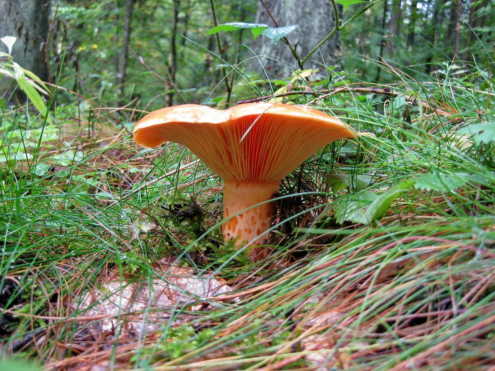 Рыжик идет. Рыжик еловый (Lactarius deterrimus). Рыжик Сосновый/Боровой (Lactarius deliciosus);. Гриб Рыжик Сосновый. Гриб еловик Сосновый.