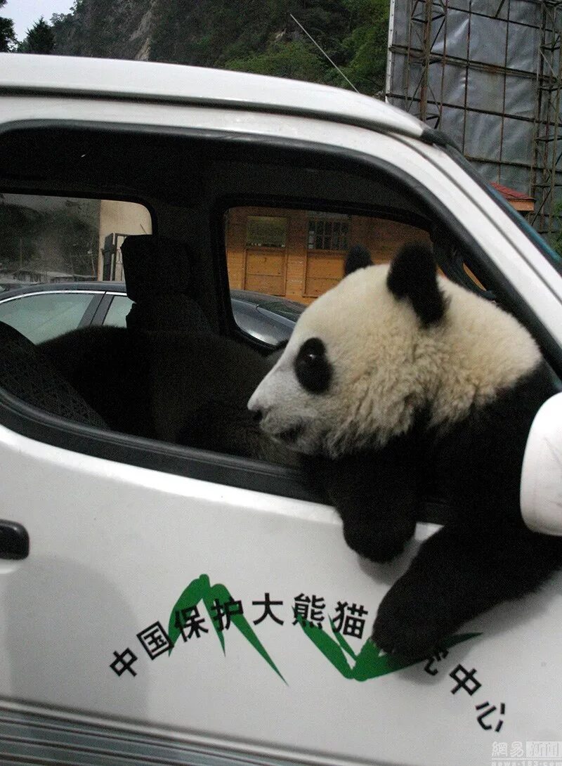 Панда собирает в круг. Машина Панда. Панда за рулем. Панда такси. Цветная Панда на машине.