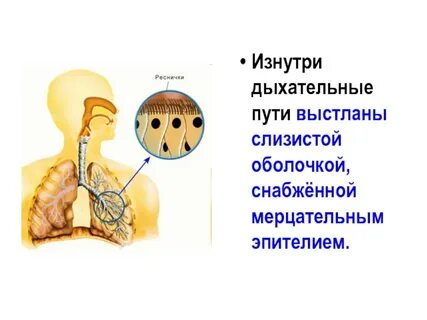 Ткань дыхательных путей