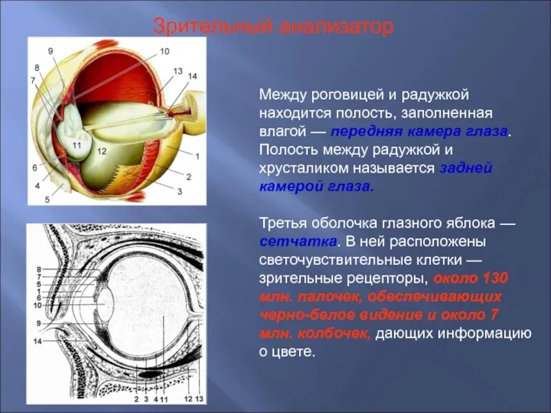 Строение зрительного анализатора 8 класс. Зрительный анализатор 8 класс биология. Строение зрительного анализатора глазное яблоко. Анализаторы зрительный анализатор строение. Понятие об анализаторах зрительный анализатор