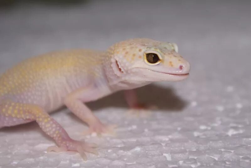 Морфа нова. Морфа бандит эублефар. Эублефар морфы murphy patternless. Nova морфа эублефара. Эублефар тта морфа.