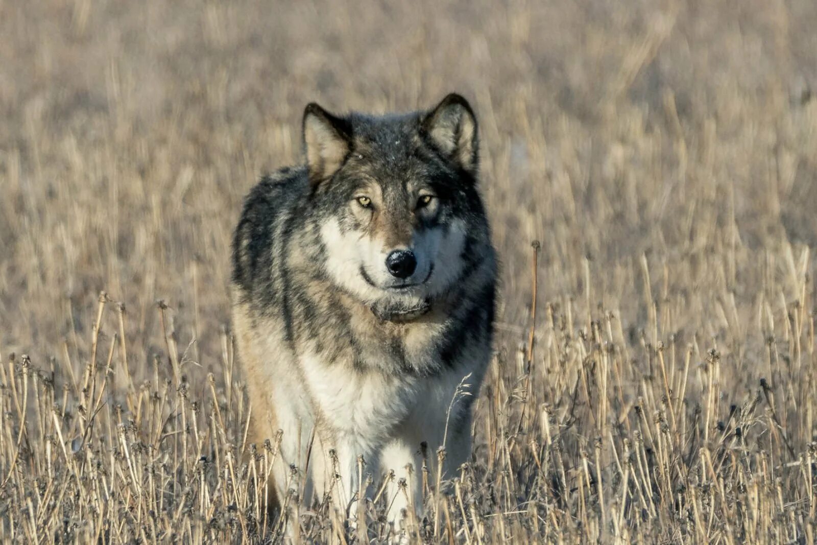 Волк молодец. Yellowstone wolf pack. йеллоустоунская волчица. волк в мичигане. yellowstone wolf tracker.