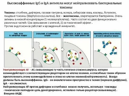 Авидность иммуноглобулина g