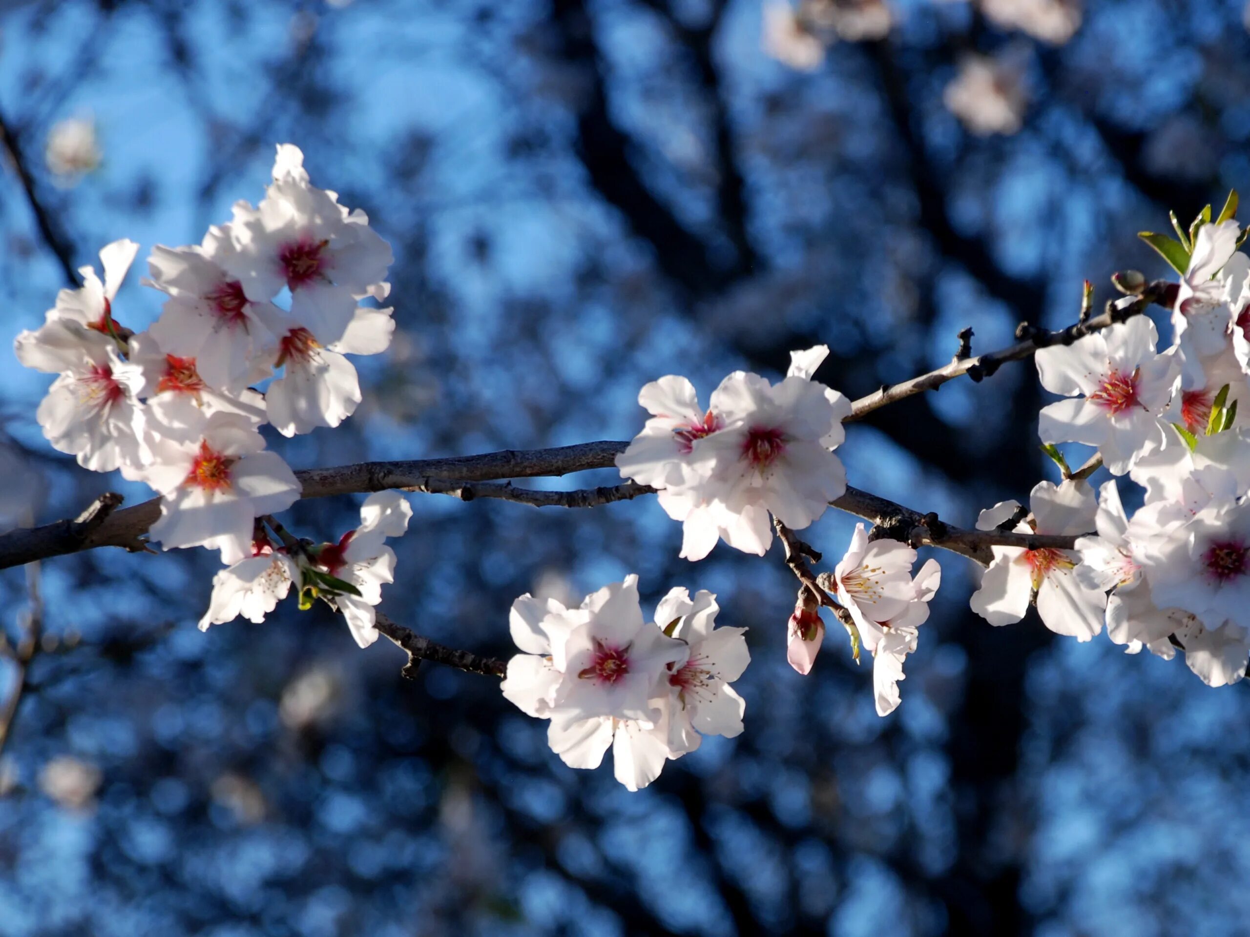 Almond blossom. Сакура миндаль. Almond Tree Blossom. Фудзияма Сакура картина. Almond Blossom pattern.
