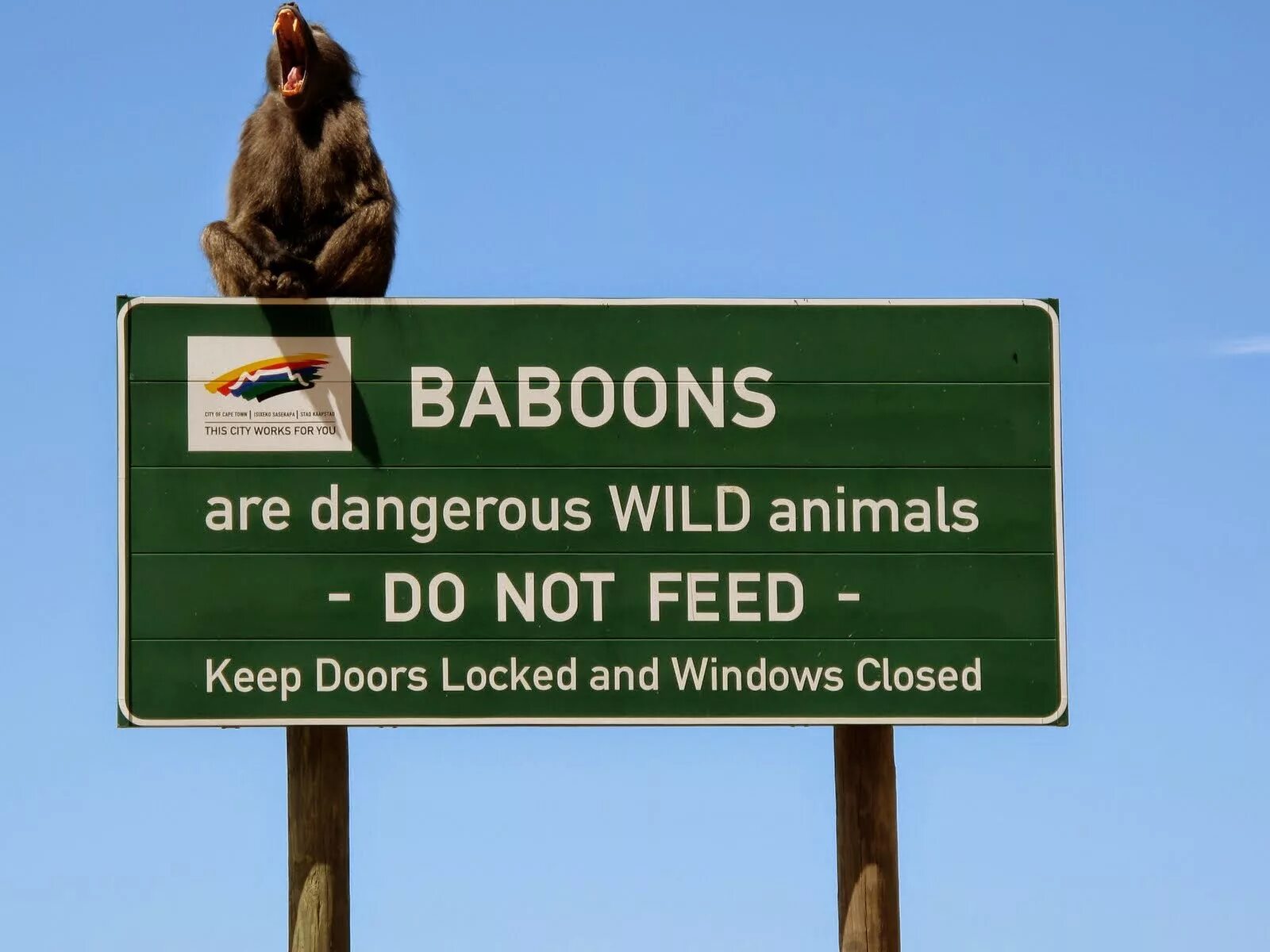 I feed перевод. Кейптаун обезьяны. Baboon перевод. Simons Town Cape Town флаг. Baboons Simons Town.