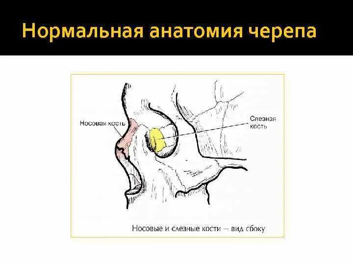 Строение носослезного канала анатомия. Носослезный проток кость. Носослезный канал анатомия череп. Ход носослезного канала в кости.