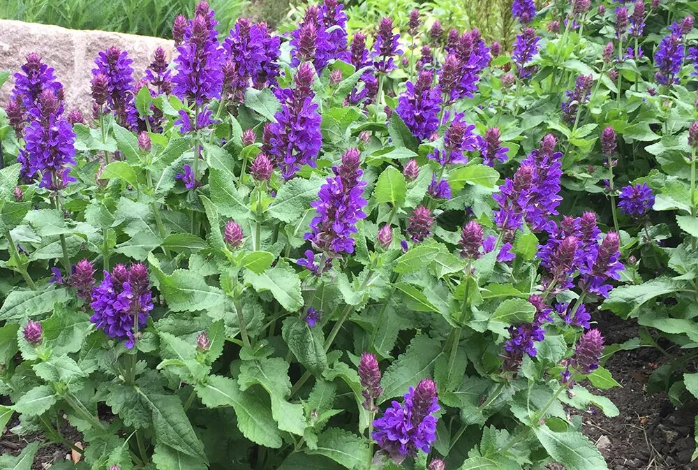 сальвия salvia nemorosa "сальвадор блу". шалфей дубравный сальвадор блю. шалфей дубравный нью дименшн блю. сальвия шалфей дубравный. сальвия шалфей дубравный.