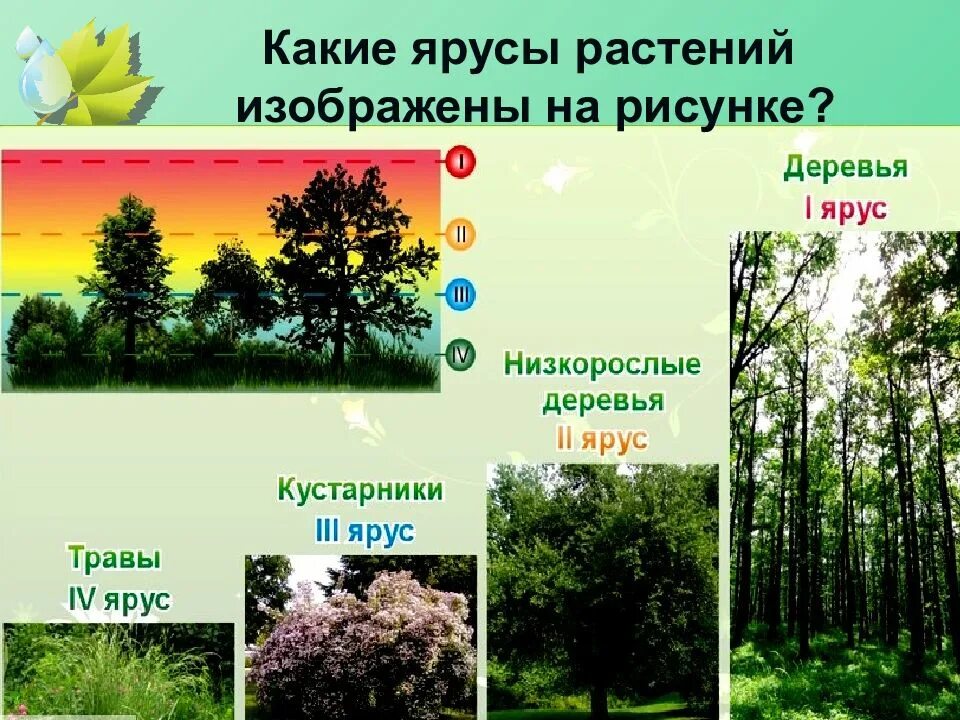 В лесу растения образуют ярусы 4 класс. Ярусы леса» -деревья; -кустарники; -травы; -мхи, лишайники). ярусы растительности. растения верхнего яруса. ярусы травы.
