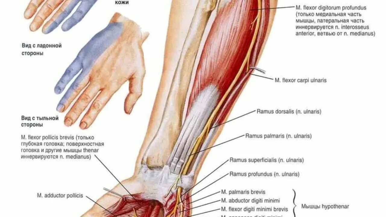 Локтевой нерв анатомия топография. Иннервация локтевого нерва на кисти. N ulnaris иннервирует на предплечье.