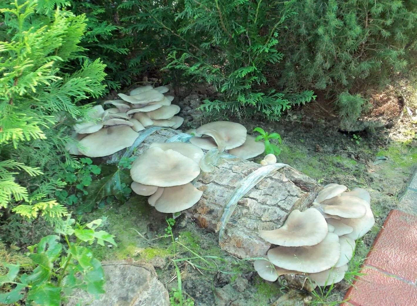 Вешенка мицелий. Вешенки в саду. Вешенка на тополиных пнях. Вешенки грибы на пеньках. Вешенка королевская на пнях.