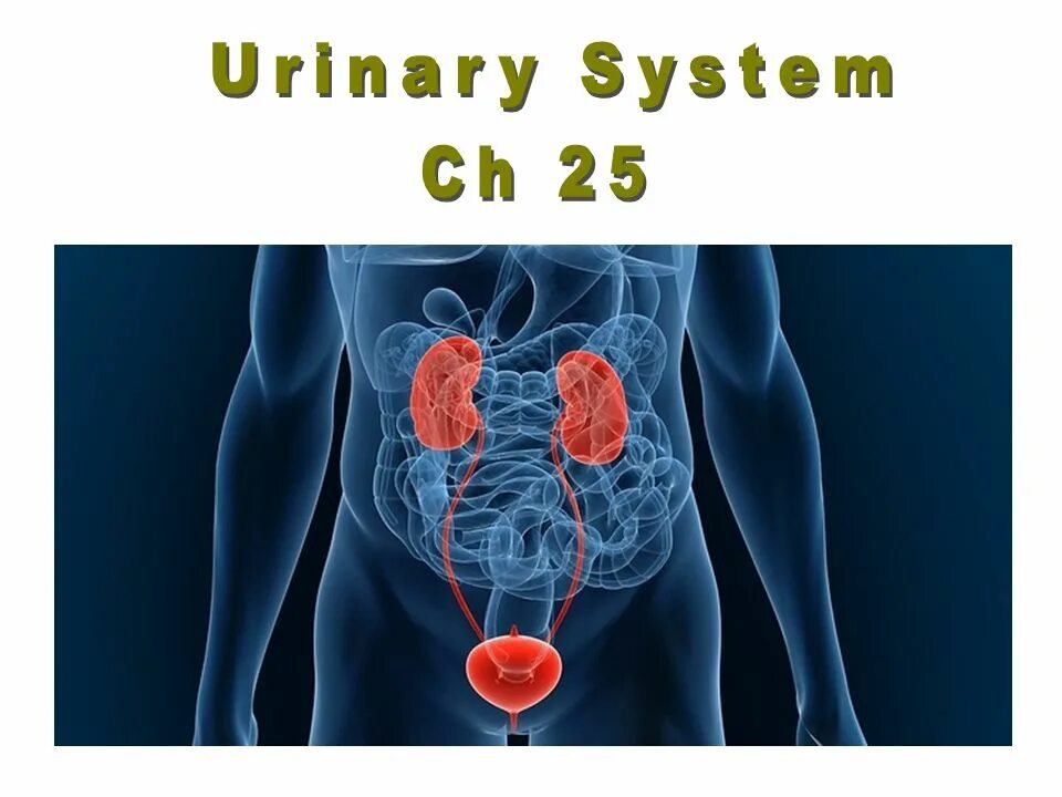 Urinary system. Urinary System фото. Urinary 3d. Animal Urinary System.