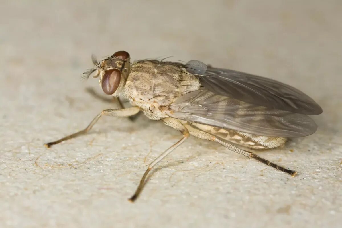 Tsetse fly. Муха ЦЕЦЕ. Муха ЦЕЦЕ Glossina Palpalis. Мухи гематофаги. Муха ЦЕЦЕ В Африке.