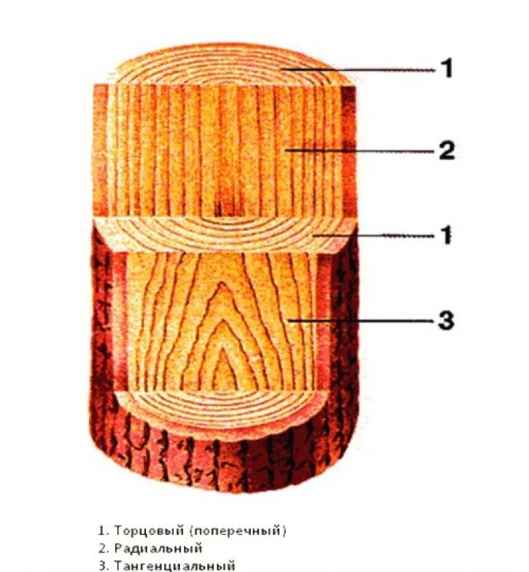 Поперечный и продольный срез. Поперечный радиальный тангентальный разрез древесины. Тангенциальный радиальный и поперечный срез. Срезы дерева поперечный радиальный тангенциальный. Разрез дерева поперерчный ражиальный тангенсальный.