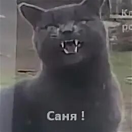 Сань саня открой. Саня открой. Котик в дверях. Саня открой кот. Саня открой.