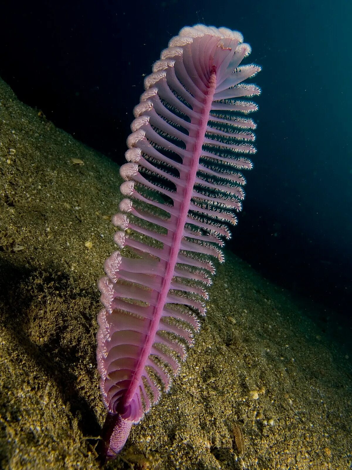 Коралловые полипы морские перья. Морское перо Virgularia. Морское перо (Cavernularia obesa). Глубоководные склерактиниевые кораллы.