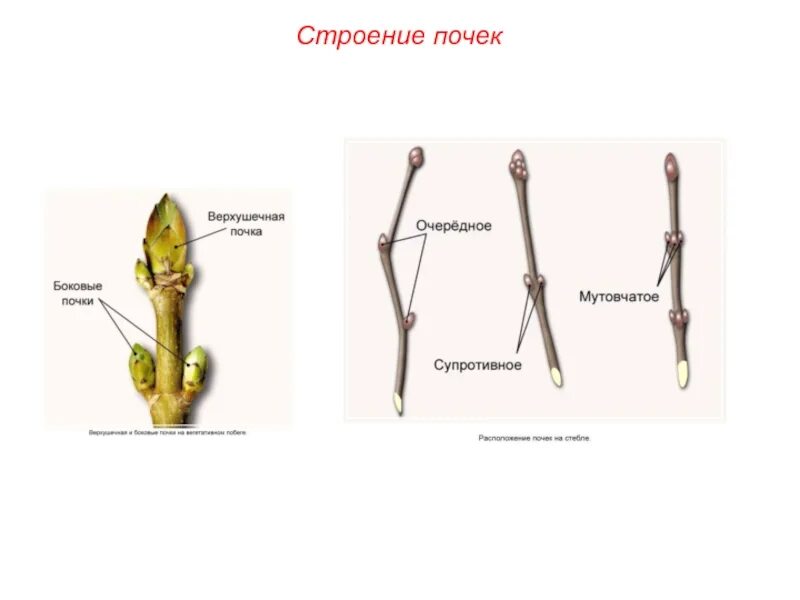 Запишите классификацию видов почек по строению. Расположение почек растений. боковые и верхушечные почки на побеге. типы расположения почек растений. почка типы почек почкорасположение.