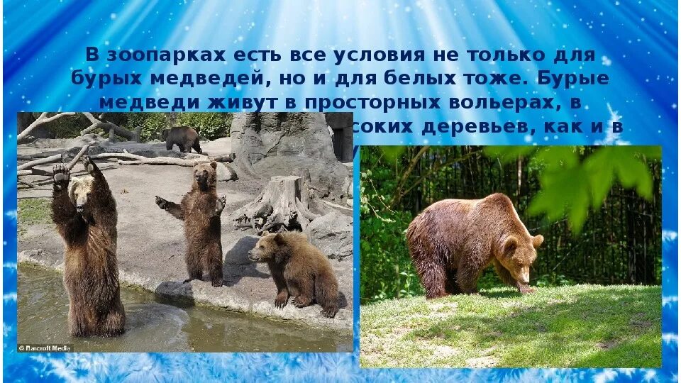 Почему мишка без родителей. Медведь зимой и летом. Бурый медведь презентация. Медведя весной, летом,осенью, зимой. Почему медведи живут в лесу.