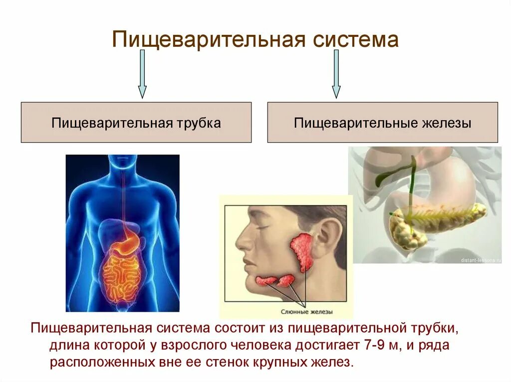 Пищеварительная система пищеварительная трубка. Железы пищеварительной системы человека. Пищеварительные железы состоят из. Органы пищеварения пищеварительный канал пищеварительные железы. Больших пищеварительных желез