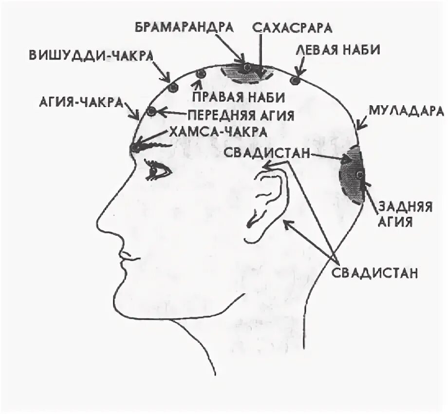 Где у человека лоб. Чакры головы человека. Чакра на затылке. Энергетические центры в голове. Чакра на затылке головы.