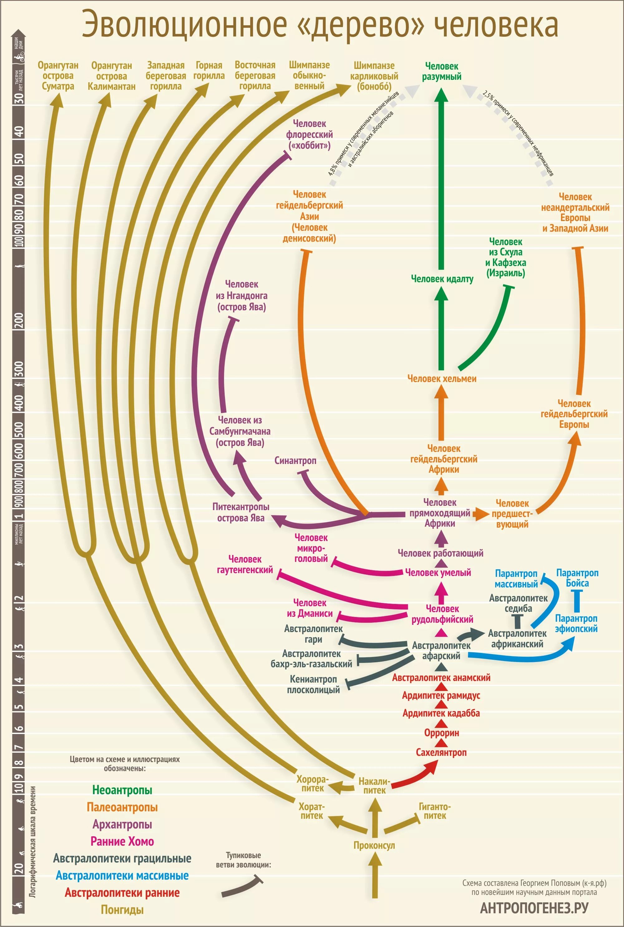 Эволюция человека генеалогическое Древо человека. Филогенетическое Древо человека. Эволюционное Древо человека Дробышевский. Эволюционное Древо человека Антропогенез ру. Схема эволюционного древа