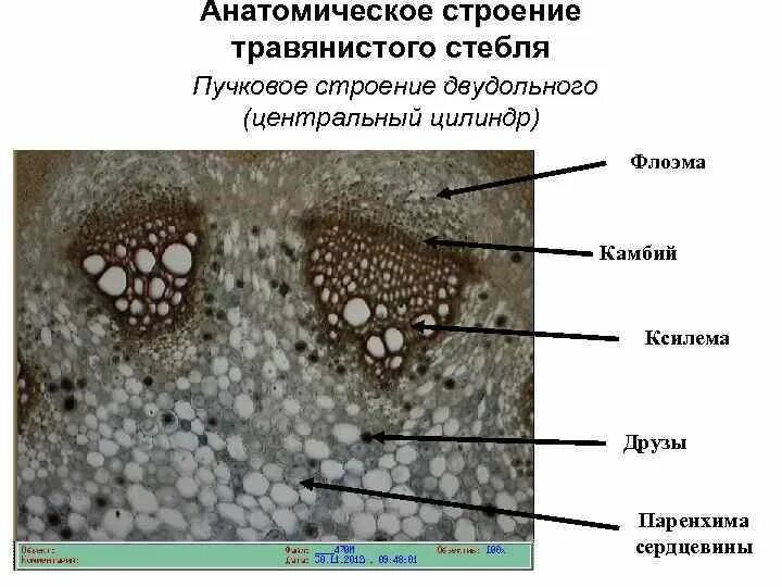 Строение травянистого стебля однодольного и двудольного растения. Строение стебля однодольного растения. Характеристика травянистого стебля. Первичное строение стебля эпидерма. Характеристика травянистого стебля.